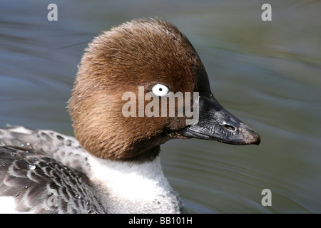 Nahaufnahme der Kopf der weiblichen gemeinsame Goldeneye Bucephala Clangula bei Martin bloße WWT, Lancashire UK Stockfoto