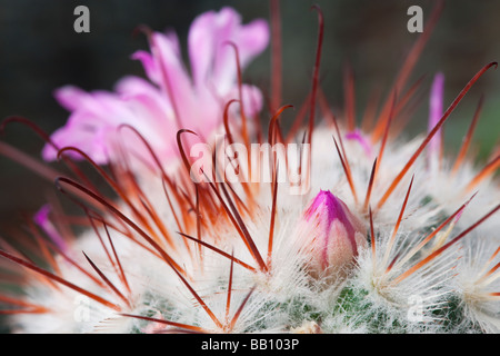 Mammillaria bombycina Cactus flower Bud in Nahaufnahme Stockfoto