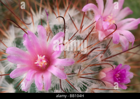 Mammillaria Bombycina Kaktus Blumen in Nahaufnahme Stockfoto