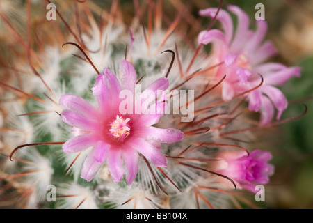 Mammillaria Bombycina Kaktus Blumen in Nahaufnahme England UK Stockfoto