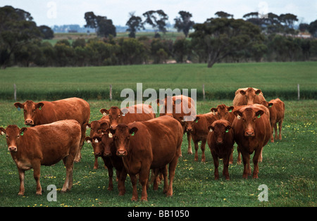 Kühe und Kälber, Frühling Australien Stockfoto