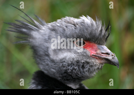 Enge, der Kopf und Schnabel des südlichen Crested Screamer Chauna Torquata bei Martin bloße WWT, Lancashire UK Stockfoto