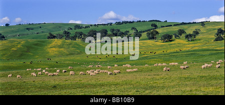 Schafe weiden, Victoria Australien Stockfoto