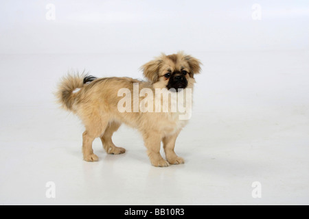 Tibet Spaniel Welpen 4 1 2 Monat Stockfoto