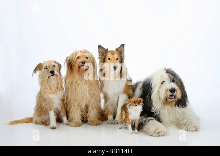 Gemischte Rasse Hunde Rough Collie Bobtail und Chihuahua Langhaar gemischte Rasse Hund Old English Sheepdog Stockfoto