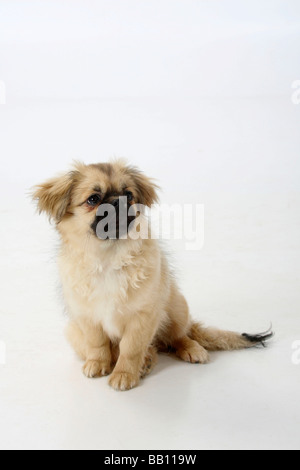 Tibet Spaniel Welpen 4 1 2 Monat Stockfoto