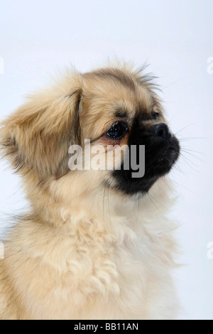 Tibet Spaniel Welpen 4 1 2 Monat Stockfoto