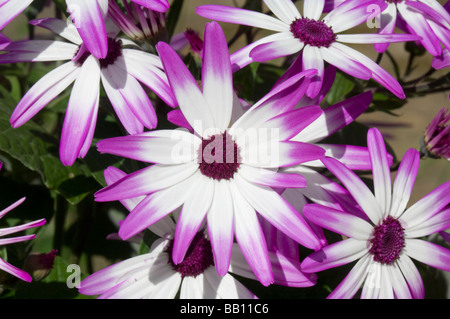 Senetti Pericallis Hybrida Magenta Bicolor Stockfoto