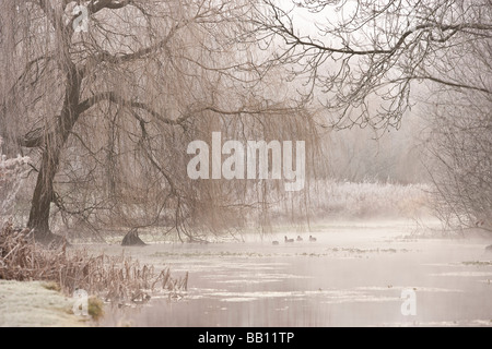 Hoare Frost im Meon Valley Stockfoto