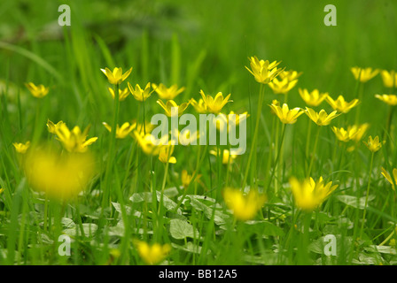 Kleinen Celandines - Ranunculus ficaria Stockfoto