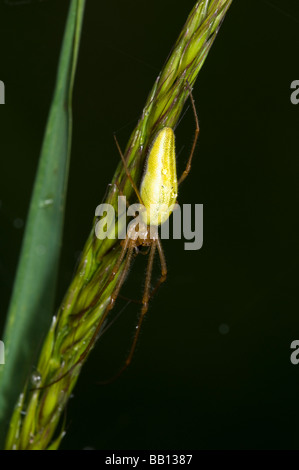 Lange-jawed Spider Tetragnatha extensa Stockfoto