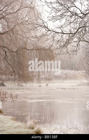 Hoare Frost im Meon Valley Stockfoto