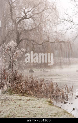 Hoare Frost im Meon Valley Stockfoto