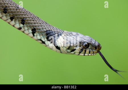 Nahaufnahme der Ringelnatter "Verkostung der Luft" Stockfoto