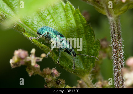 Brennnessel-Rüsselkäfer Stockfoto