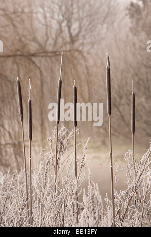 Hoare Frost im Meon Valley Stockfoto