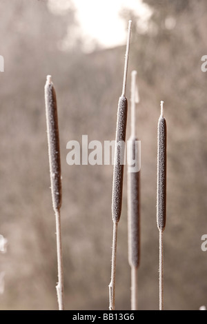 Hoare Frost im Meon Valley Stockfoto