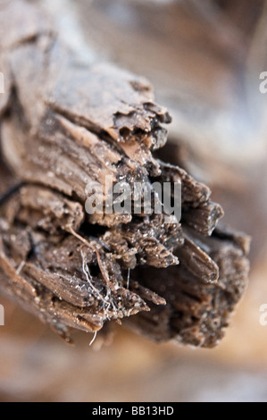 Treibholz am Strand in der Dominikanischen Republik Stockfoto