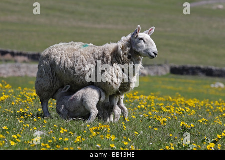 EWE füttern ihre Lämmer auf einer Wiese, umgeben von gelben Blüten Teesdale County Durham Stockfoto