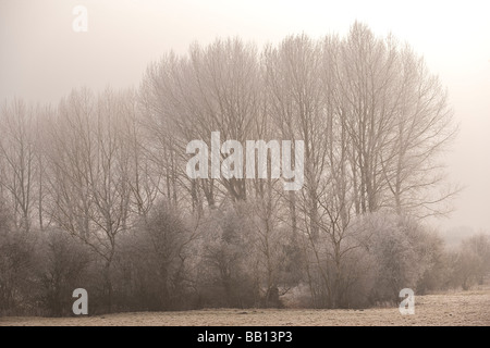 Hoare Frost im Meon Valley Stockfoto