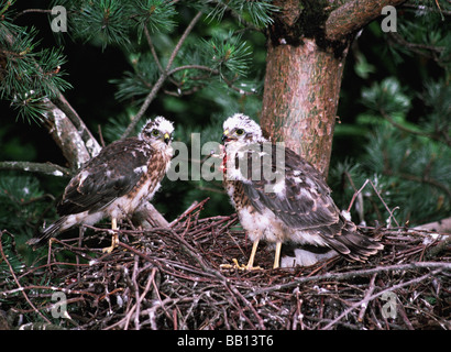 Hawk.Sparrowhawk "Accipiter Nisus" zwei fast flügge junge stehend Oa ein Nest in einem Nadelbaum-Baum. Stockfoto