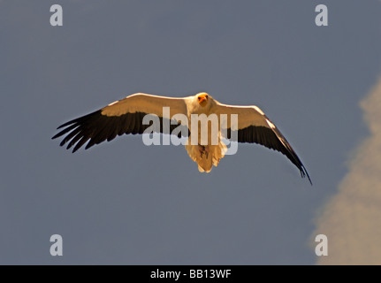 Vulture.Egyptian Geier "Neophron Percnopterus" Erwachsenen im Flug; Stockfoto