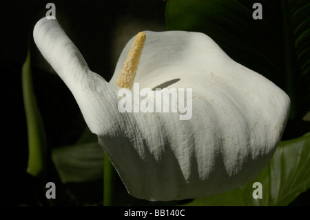 Calla Lily Nahaufnahme Stamen Schatten Stockfoto