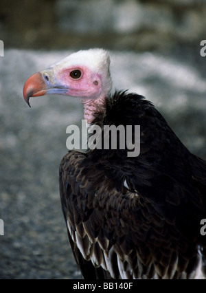 Vulture.White-köpfigen Geier "Aegypius Occipitalis" Erwachsene Stockfoto