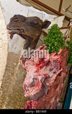 Severed Head Werbung Camel Camel Fleisch zum Verkauf an Metzgerei in der Medina von Fes in Marokko Stockfoto