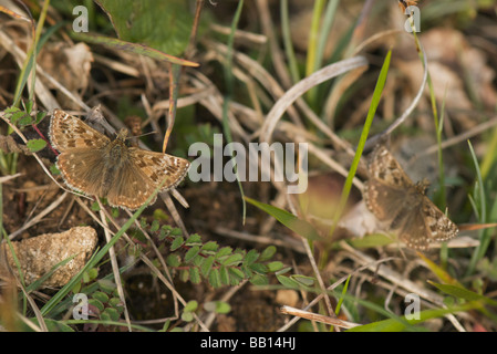 Schmuddeligen Skipper Stockfoto