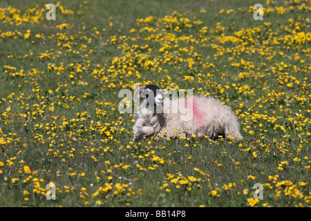 Swaledale Ewe umgeben von Blumen in einer Wiese Teesdale County Durham Stockfoto