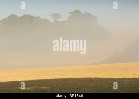 Reife Weizenfeld bei Sonnenaufgang Stockfoto