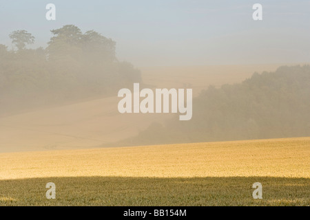 Reife Weizenfeld bei Sonnenaufgang Stockfoto