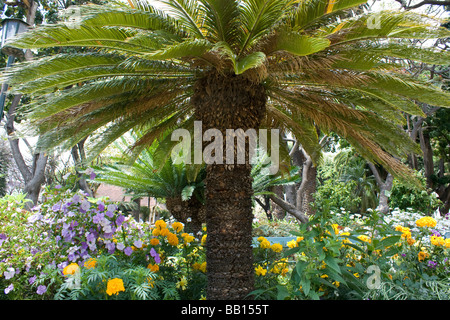 Stadtpark Funchal am Meer Stadt portugiesische Insel Madeira im mittleren Atlantik Stockfoto