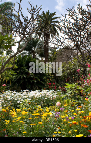 Stadtpark Funchal am Meer Stadt portugiesische Insel Madeira im mittleren Atlantik Stockfoto