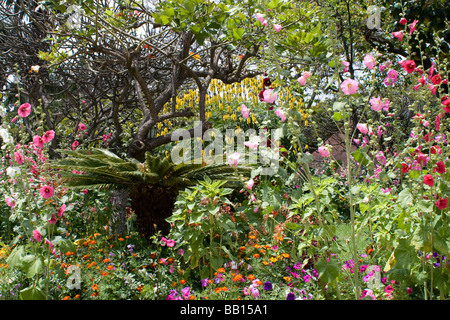 Stadtpark Funchal am Meer Stadt portugiesische Insel Madeira im mittleren Atlantik Stockfoto