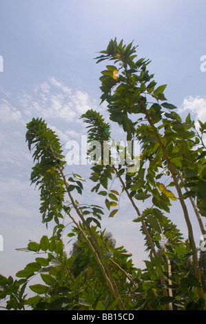 Goldene Dusche Cassia Cassia fistula Stockfoto