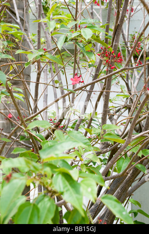Rote Blumen auf eine Jatropha Integerrima, allgemein bekannt als Peregrina oder würzigen Jatropha Stockfoto