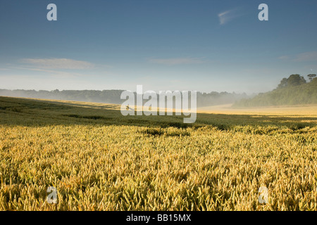 Reife Weizenfeld bei Sonnenaufgang Stockfoto