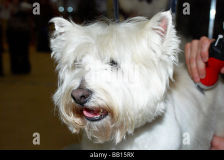 Der Premier Groom Hundesalon Wettbewerb bei MyPetStop in Tingley (in der Nähe von Leeds / Wakefield). Stockfoto