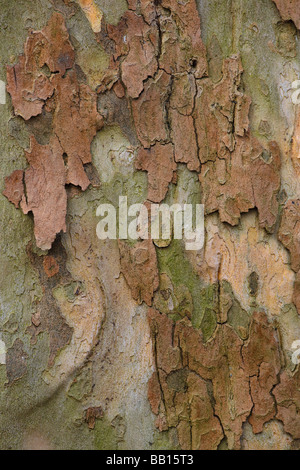 Nahaufnahme von Rinde der Platane Stockfoto