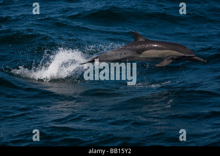 Kapdelfin lange Schnabel Common Dolphin Delphinus Capensis springen Baja California Mexiko Stockfoto