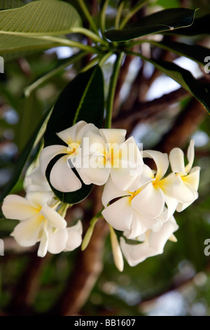 Plumeria (allgemeiner Name Frangipani; Sy Himatanthus Willd. ex Roem. & Schult.) ist eine kleine Gattung von ca. 7-8 Arten in den Tropen heimisch Stockfoto