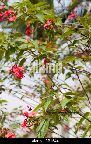 Rote Blumen auf eine Jatropha Integerrima, allgemein bekannt als Peregrina oder würzigen Jatropha Stockfoto