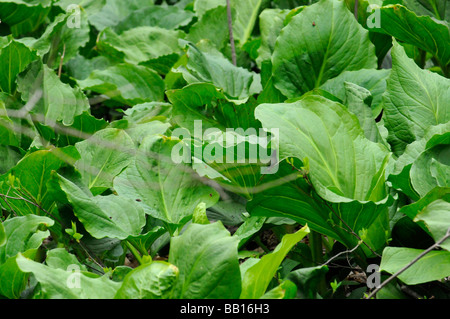 Skunk Cabbage in Wäldern wachsen wild in neu-england Stockfoto