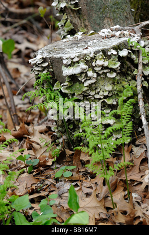 Geschnitten Sie Baumstamm mit Pilz auf ihm wachsen in Wäldern. Stockfoto