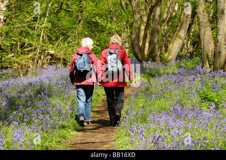 Wanderer zu Fuß auf einen öffentlichen Fußweg und rechts des Weges durch eine Glockenblume Holz in Hampshire, England Stockfoto