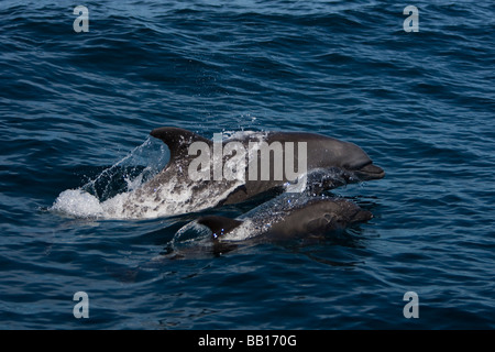 Bottlenose Dolphin Tursiops Truncatus Großer Tümmler Mutter und Kalb paar auftauchen Stockfoto