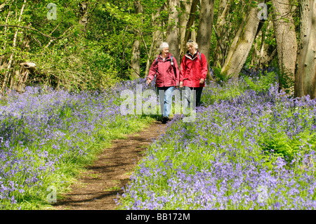 Wanderer zu Fuß auf einen öffentlichen Fußweg und rechts des Weges durch eine Glockenblume Holz in Hampshire, England Stockfoto