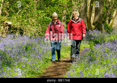 Wanderer zu Fuß auf einen öffentlichen Fußweg und rechts des Weges durch eine Glockenblume Holz in Hampshire, England Stockfoto